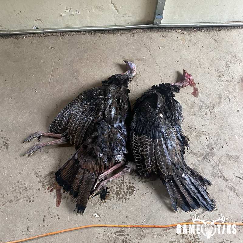 turkey harvest by Brody Gibbs