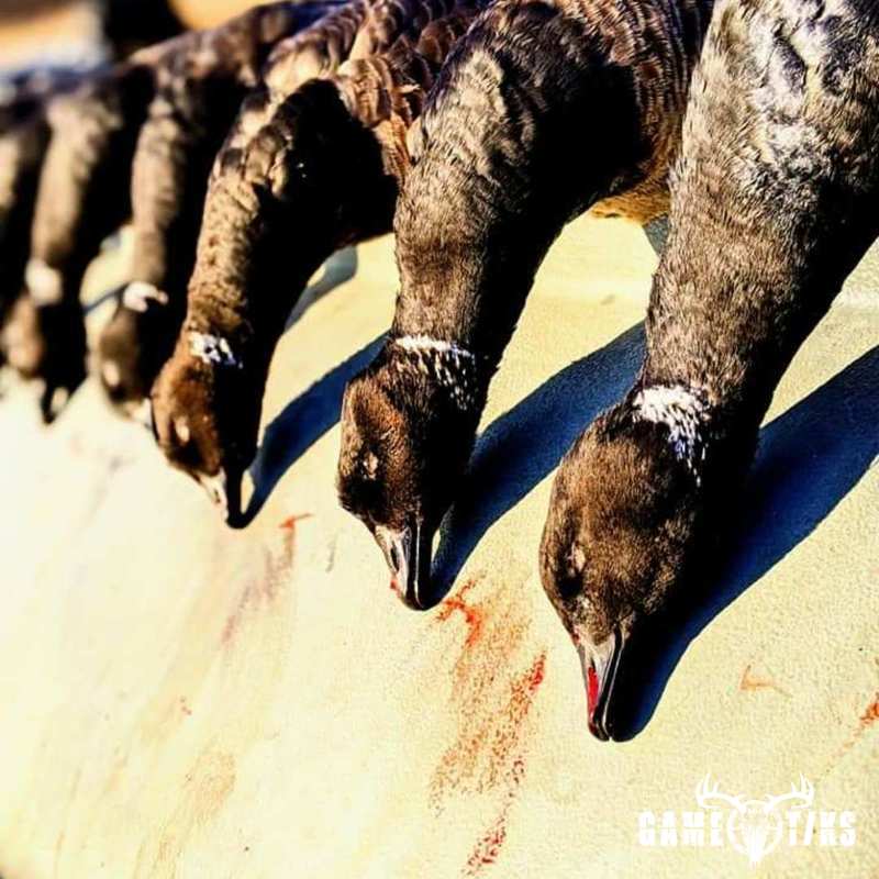 waterfowl harvest by The RiverRats Waterfowl Hunting