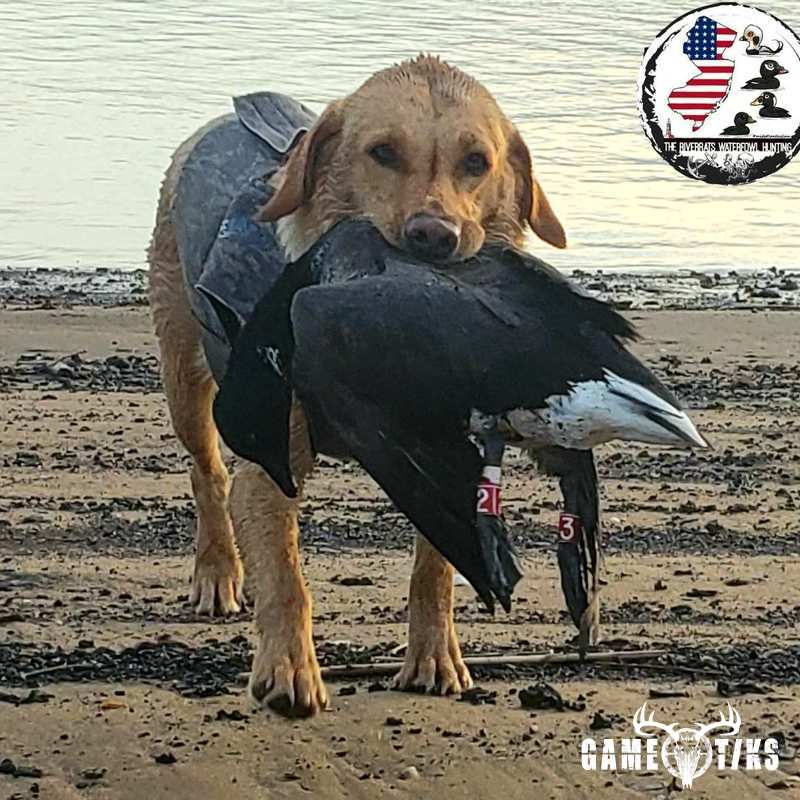 waterfowl harvest by The RiverRats Waterfowl Hunting