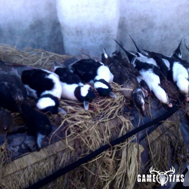 waterfowl harvest by The RiverRats Waterfowl Hunting