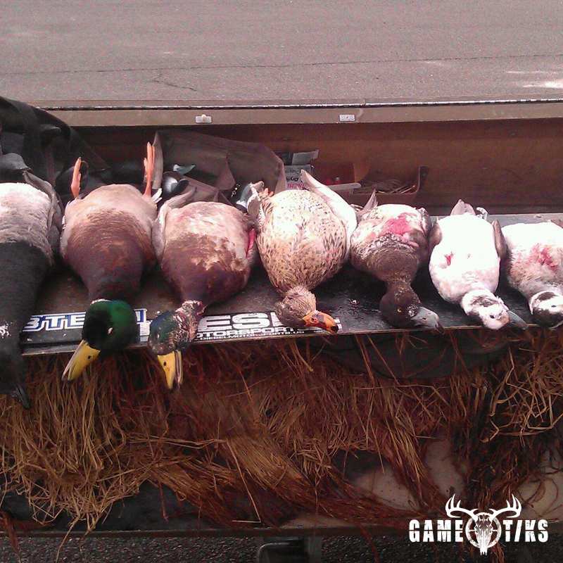 waterfowl harvest by The RiverRats Waterfowl Hunting