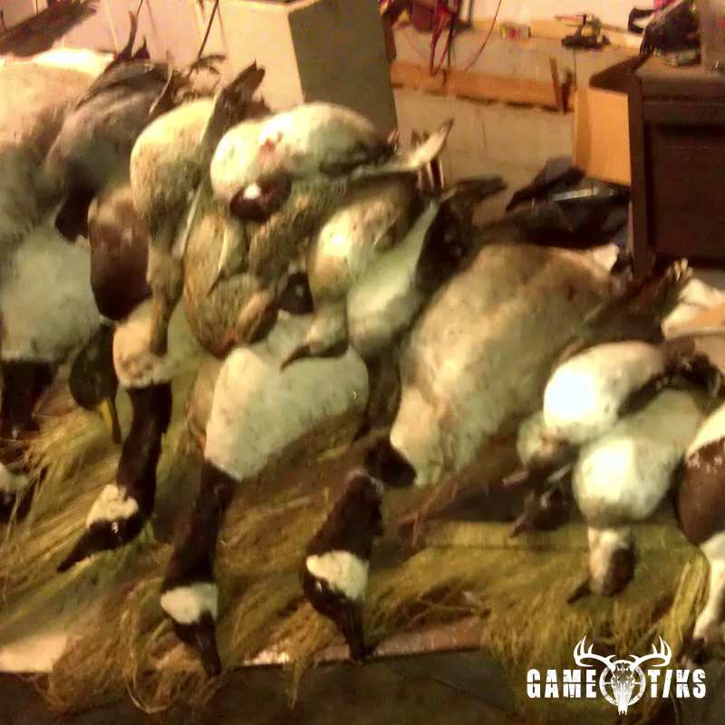 waterfowl harvest by The RiverRats Waterfowl Hunting