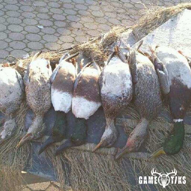 waterfowl harvest by The RiverRats Waterfowl Hunting