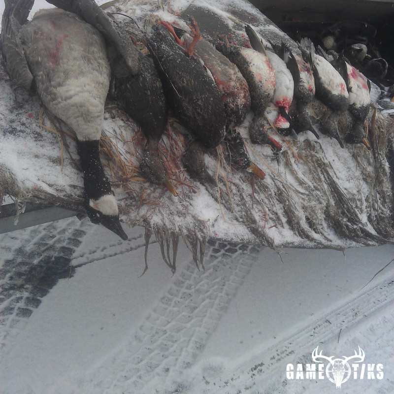 waterfowl harvest by The RiverRats Waterfowl Hunting
