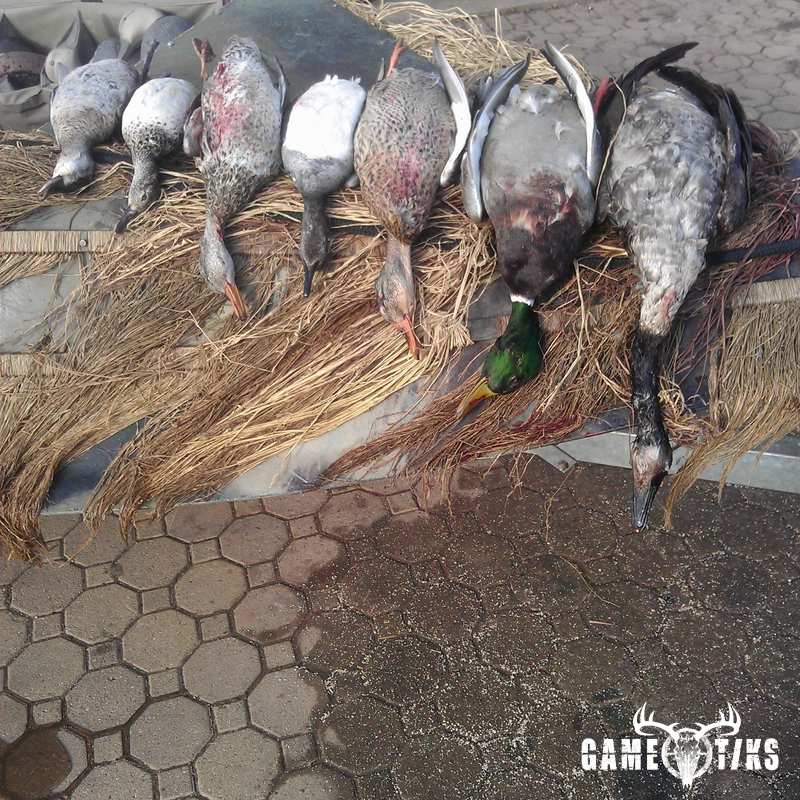waterfowl harvest by The RiverRats Waterfowl Hunting