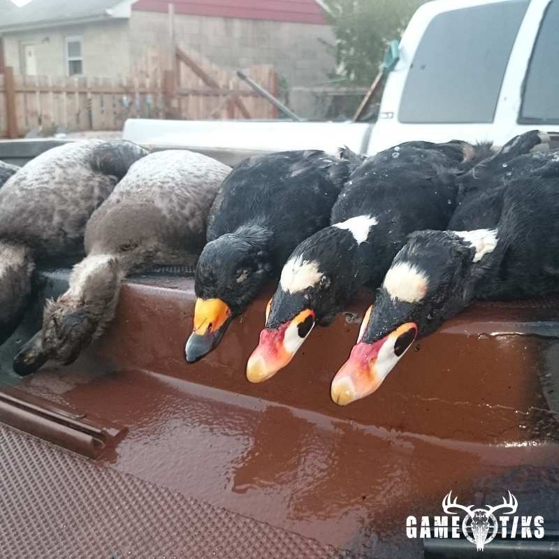 miscellaneous harvest by The RiverRats Waterfowl Hunting