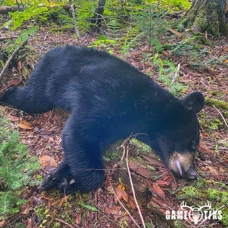 bear harvest by Alexis Porter