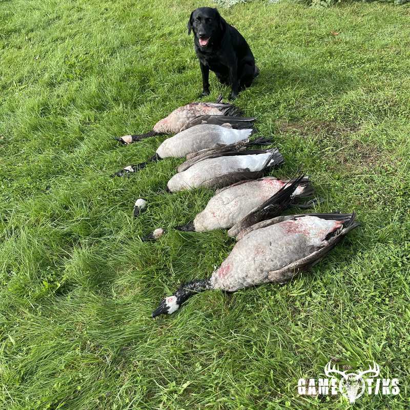 waterfowl harvest by Maine Experience Guide Service