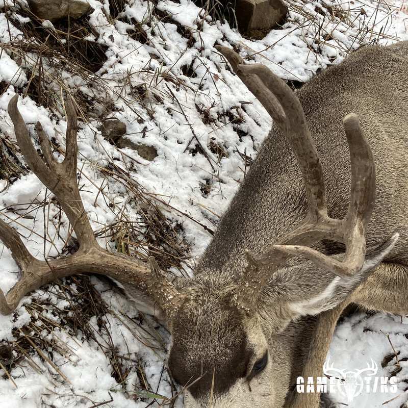 deer harvest by Jack Minor