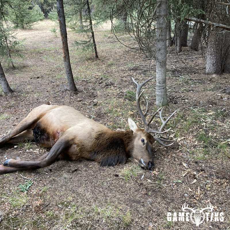 elk harvest by Jack Minor