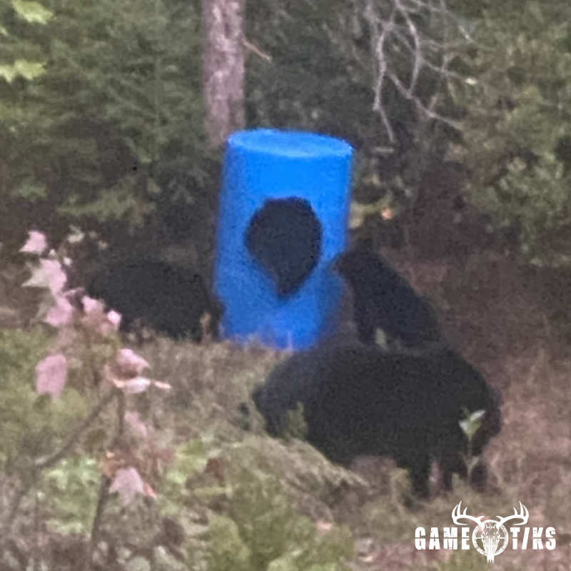 bear harvest by John Gibbs