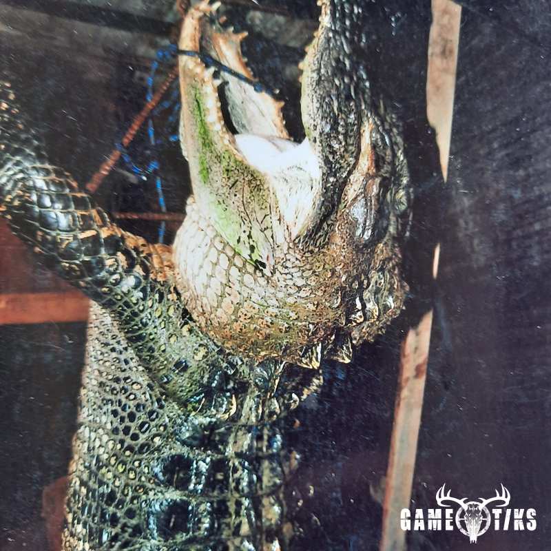 gator harvest by John Wayne Caulder