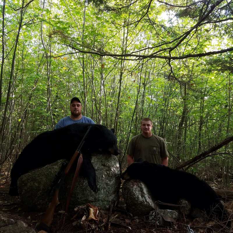 bear harvest by Brody Gibbs