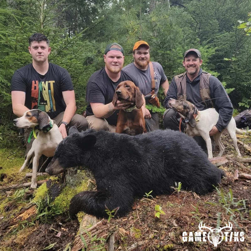 bear harvest by Marsh River Outfitters