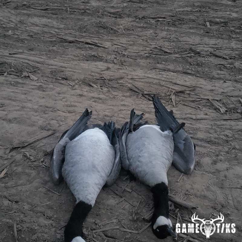 waterfowl harvest by The RiverRats Waterfowl Hunting