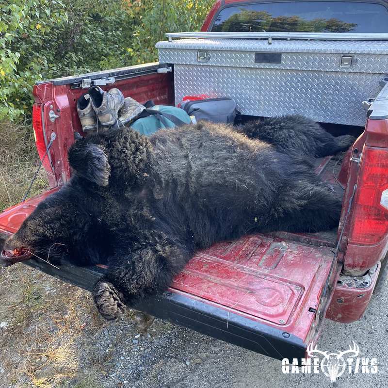 bear harvest by Brandon Mitchell
