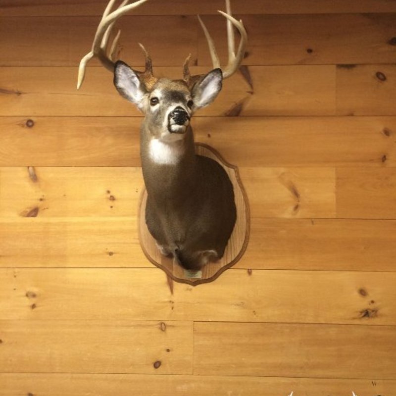 deer harvest by Bill Broomhall