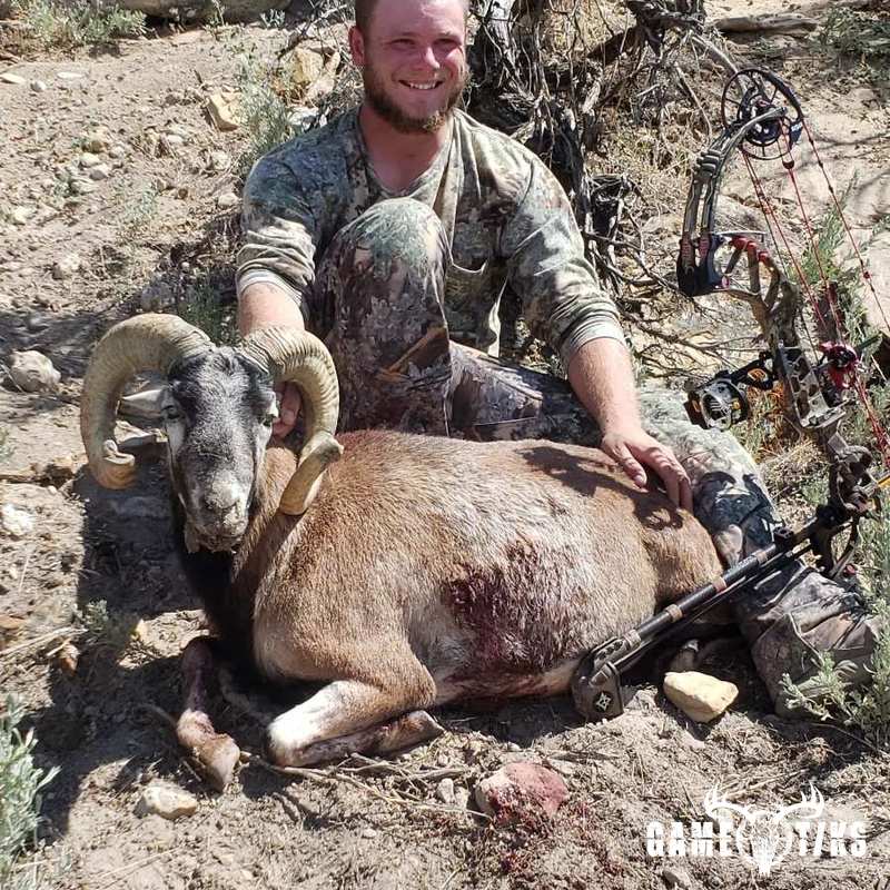 bovid harvest by Western archer