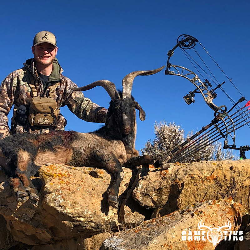 bovid harvest by Western archer