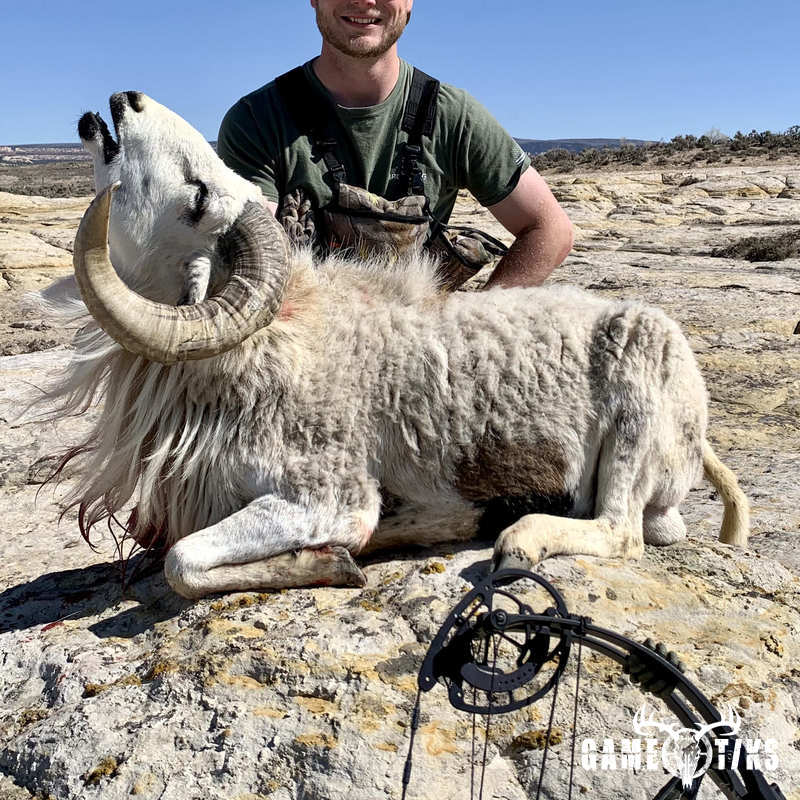 bovid harvest by Western archer