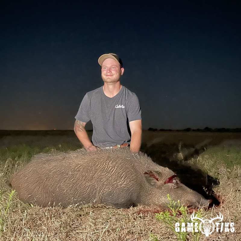 boar harvest by Western archer