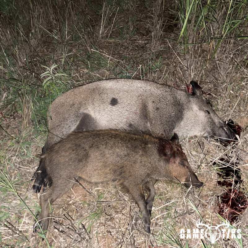 boar harvest by Western archer