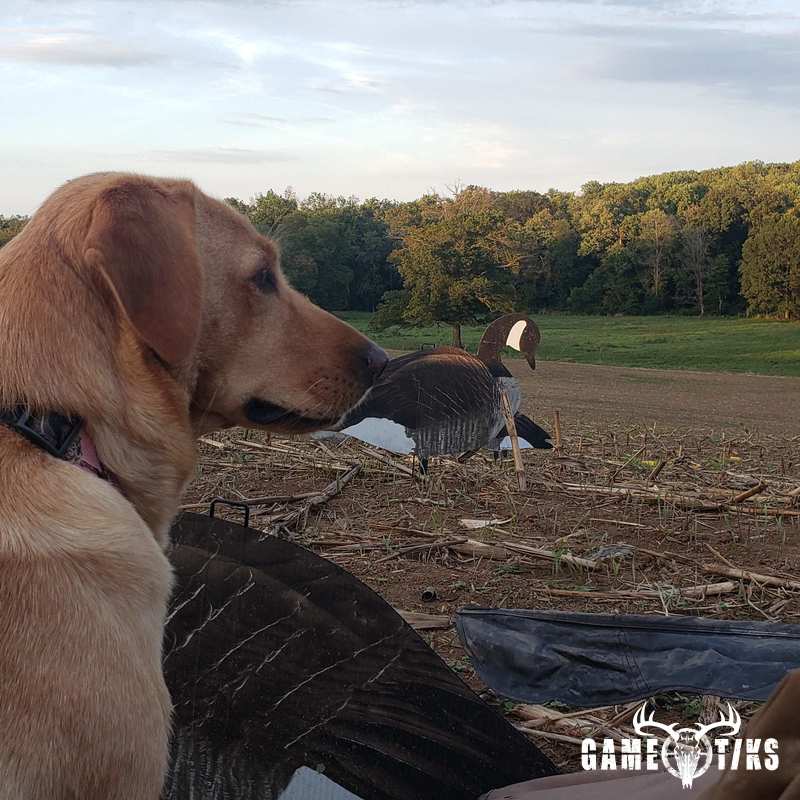 waterfowl harvest by The RiverRats Waterfowl Hunting