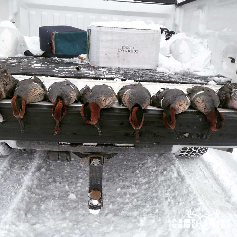 waterfowl harvest by Western archer