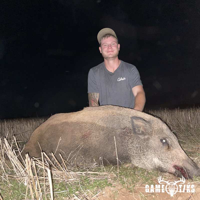 boar harvest by Western archer