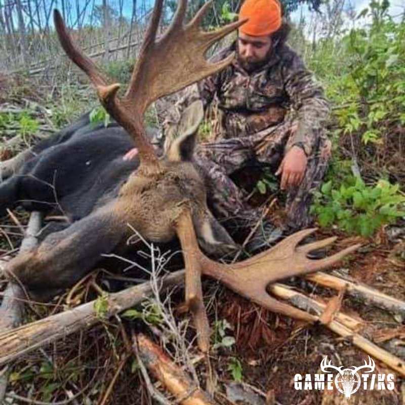 moose harvest by Operation ReBoot Outdoors