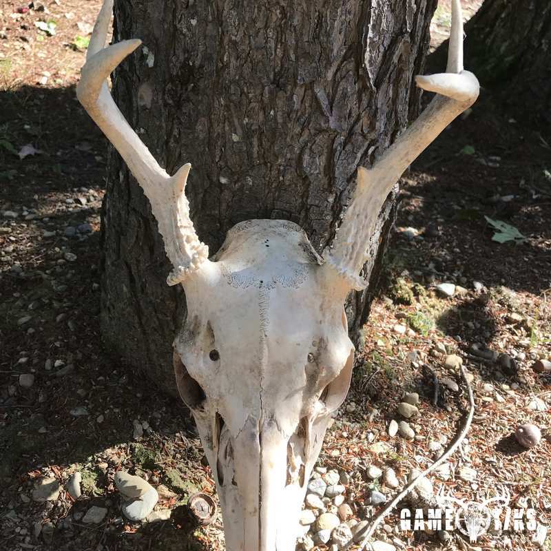 deer harvest by Sam Ray