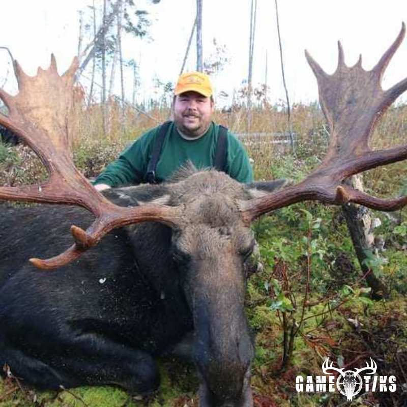moose harvest by Bryant