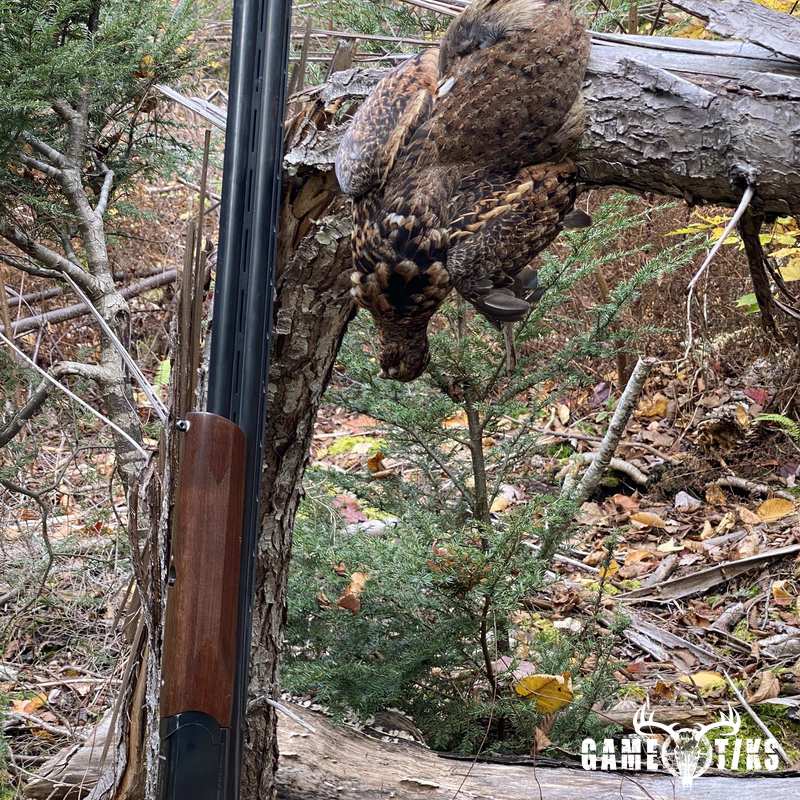 upland_bird harvest by Brandon Mitchell
