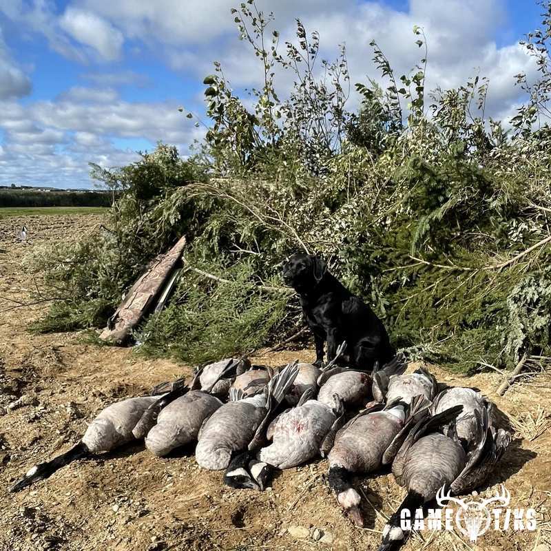 waterfowl harvest by Maine Experience Guide Service