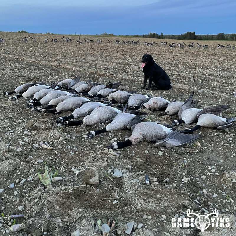 waterfowl harvest by Maine Experience Guide Service