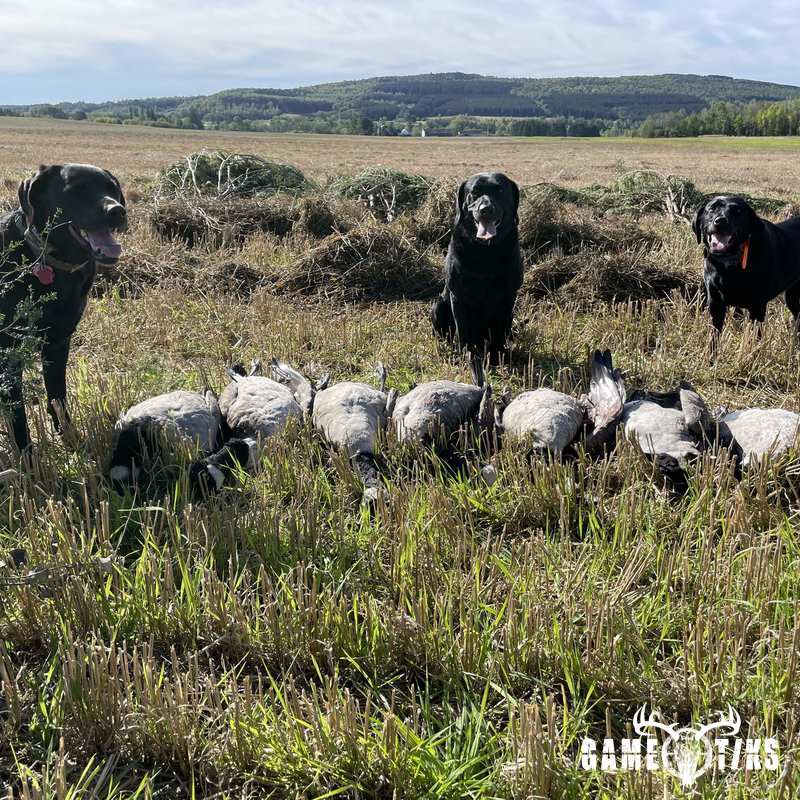waterfowl harvest by Maine Experience Guide Service