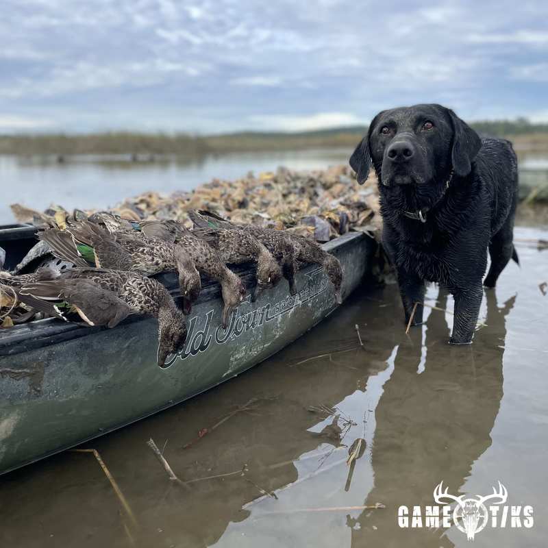 waterfowl harvest by Maine Experience Guide Service