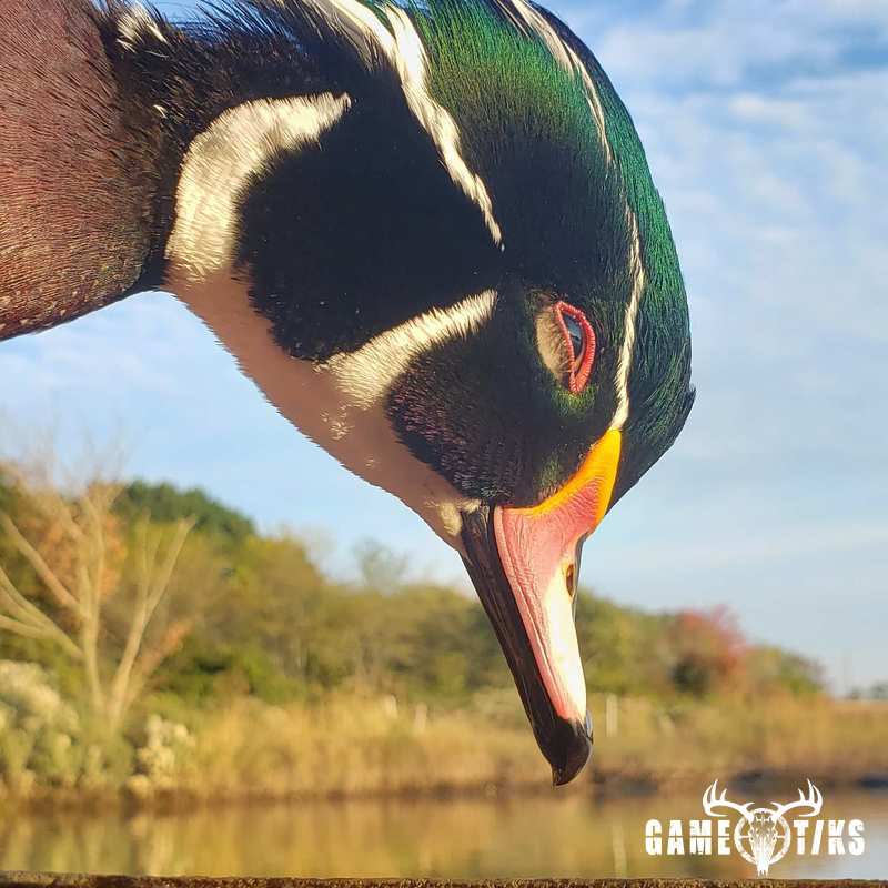 waterfowl harvest by The RiverRats Waterfowl Hunting