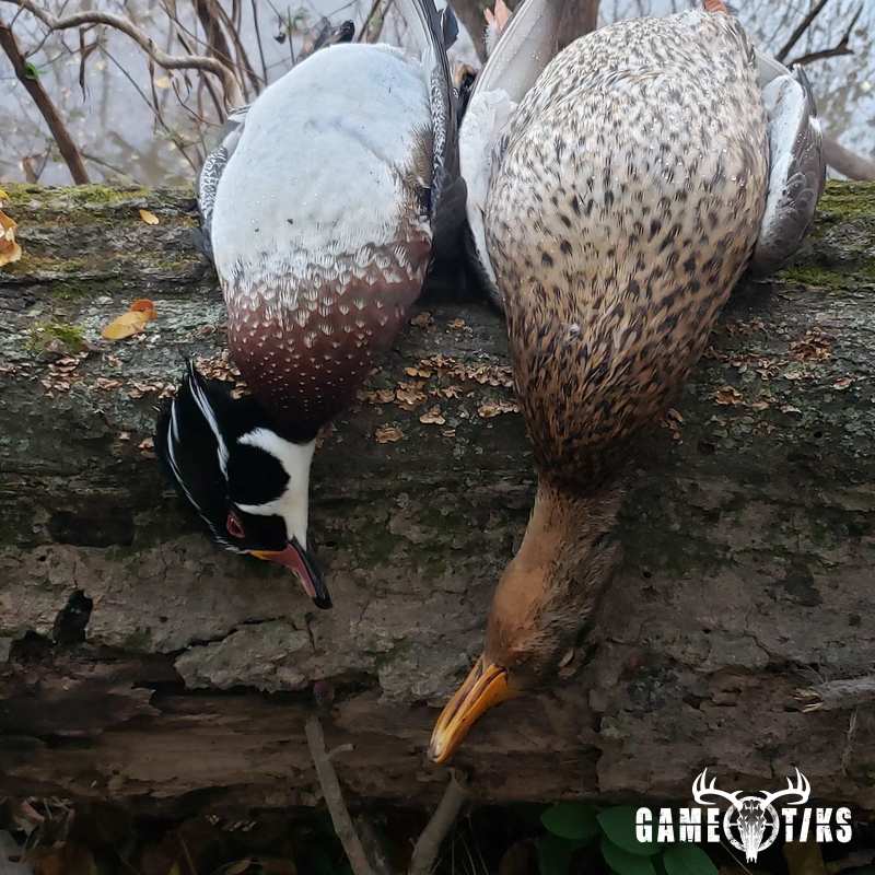 waterfowl harvest by The RiverRats Waterfowl Hunting