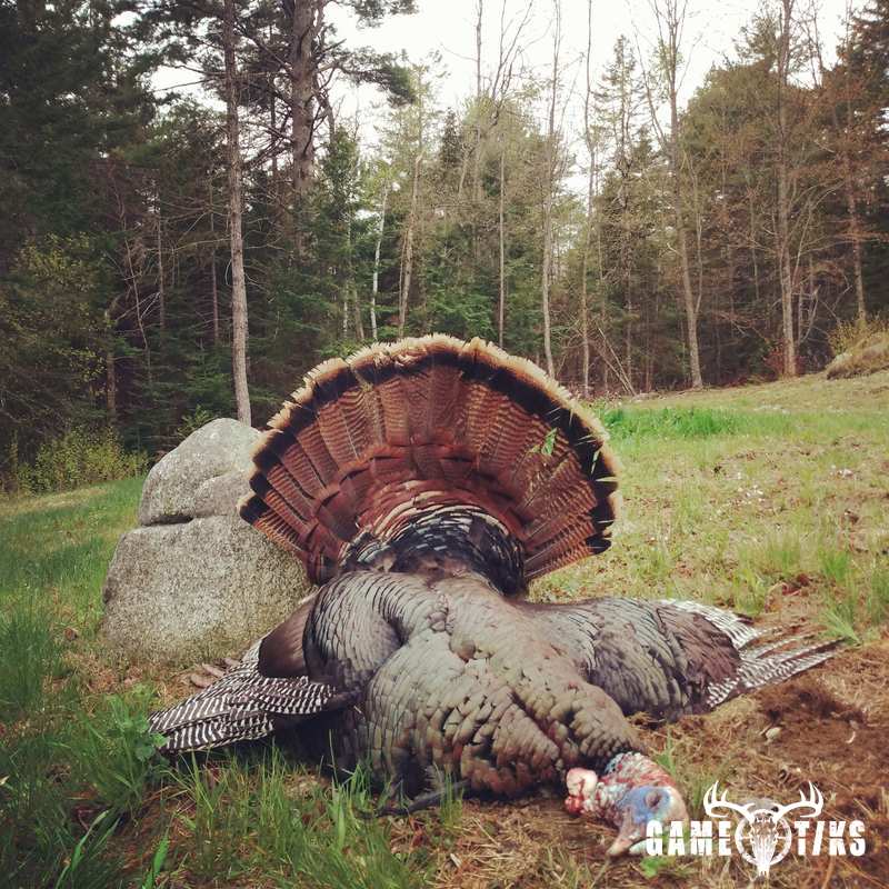turkey harvest by Zach Harriman