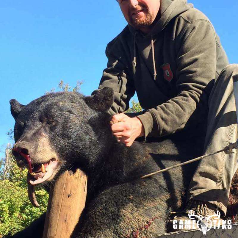 bear harvest by Joe wolf