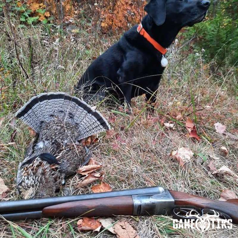 upland_bird harvest by Troy Fields, Traditions Guide Service