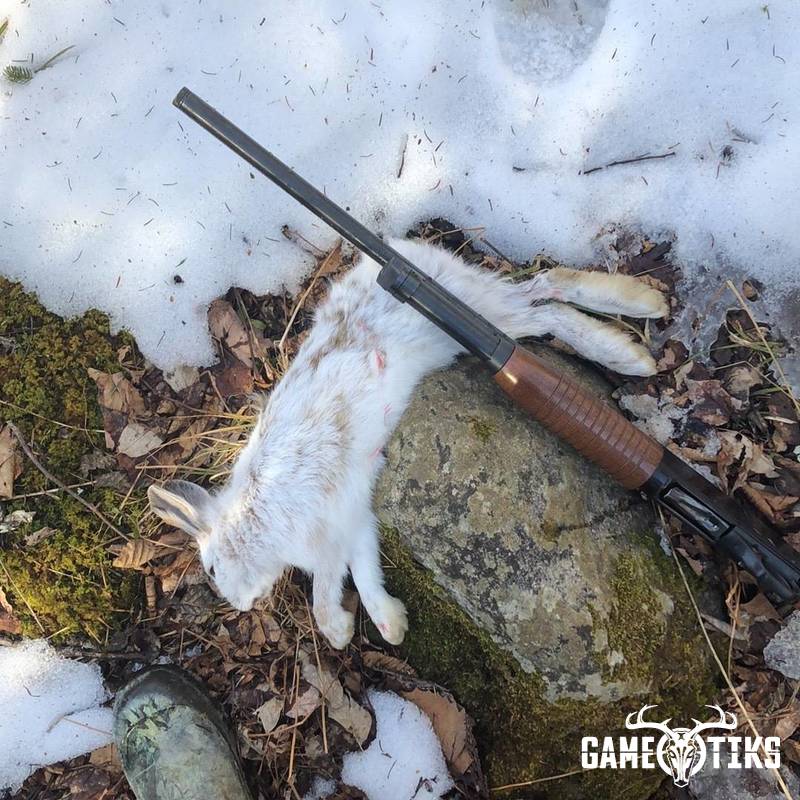 rabbit harvest by Chase Brown
