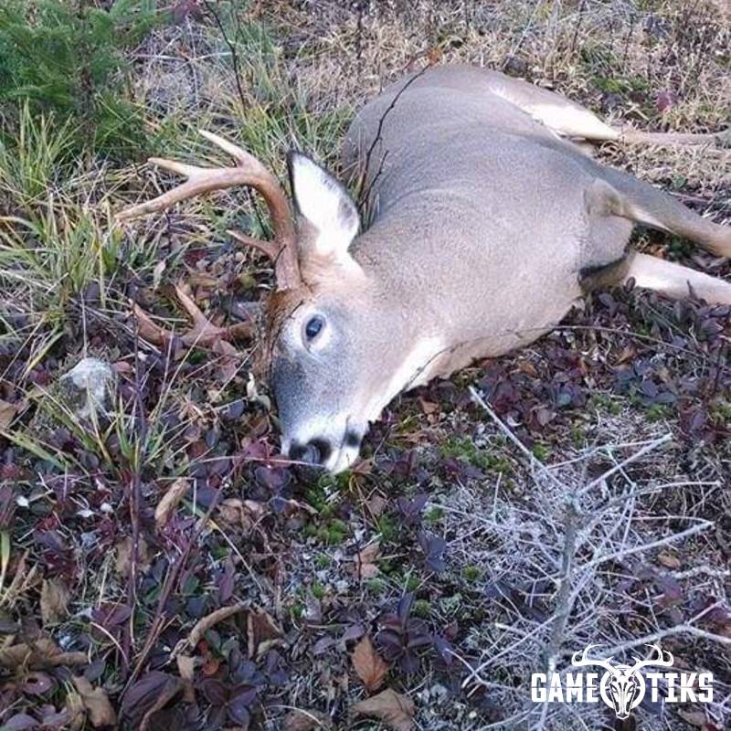 deer harvest by Alan Blood