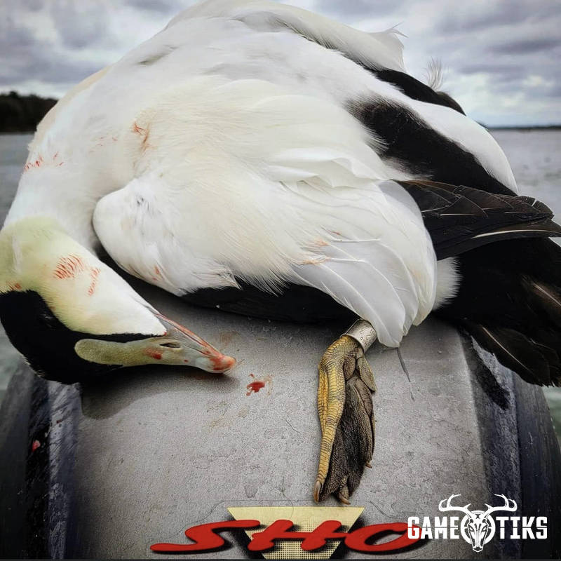 waterfowl harvest by Marsh River Outfitters