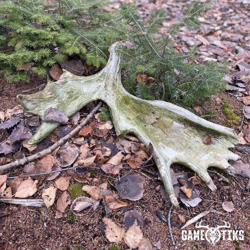 shed_antler harvest by Matt Laite
