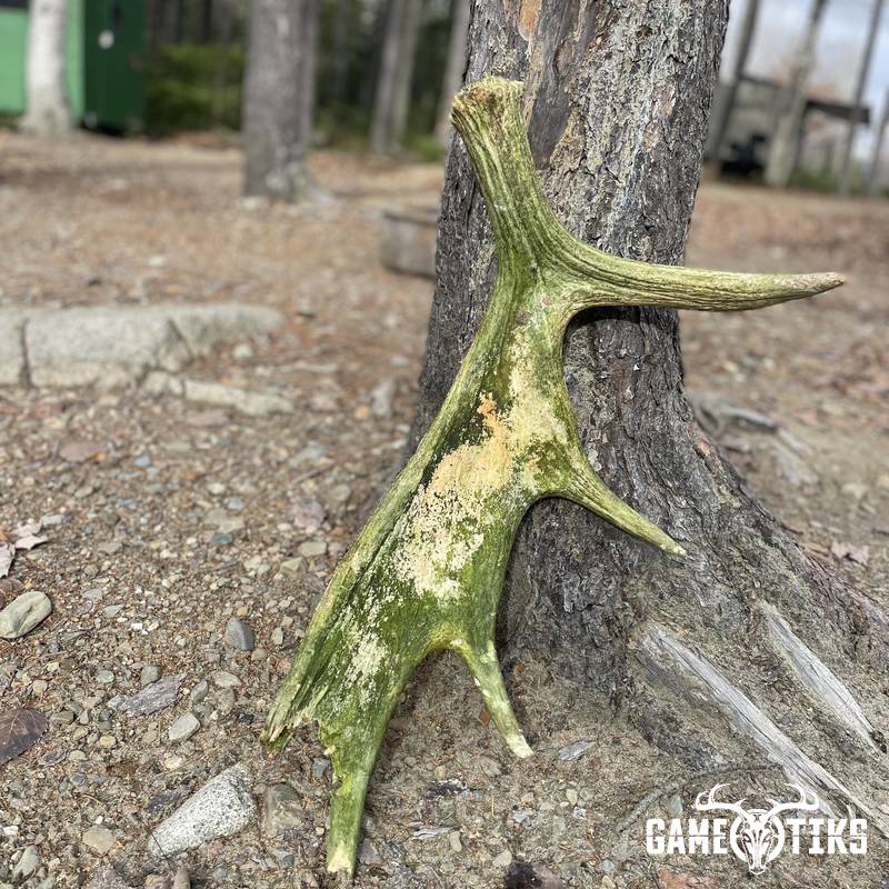 shed_antler harvest by Matt Laite