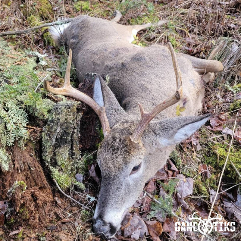 deer harvest by Marsh River Outfitters