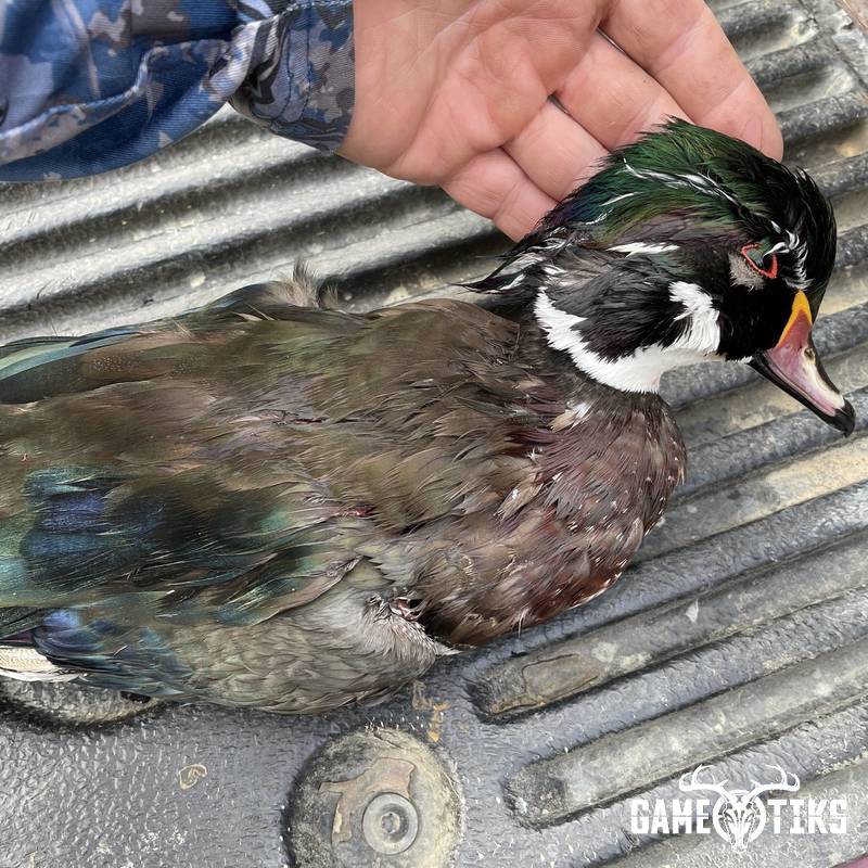waterfowl harvest by Daniel