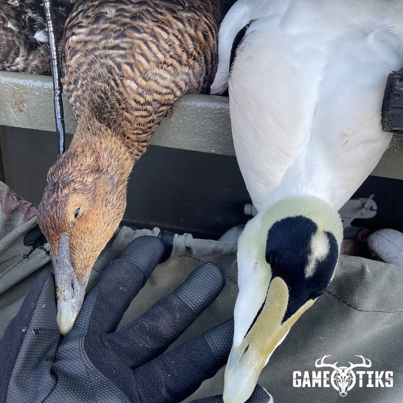 waterfowl harvest by Daniel